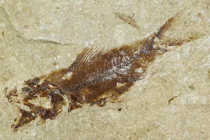 Cretaceous Fossil Fish (Armigatus)- Lebanon #111680
